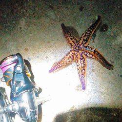 スターげっとんからの巻